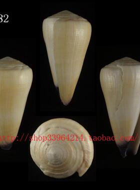 海螺贝壳（所见即所得）10.7CM 玉女芋螺   标本 收藏 4282