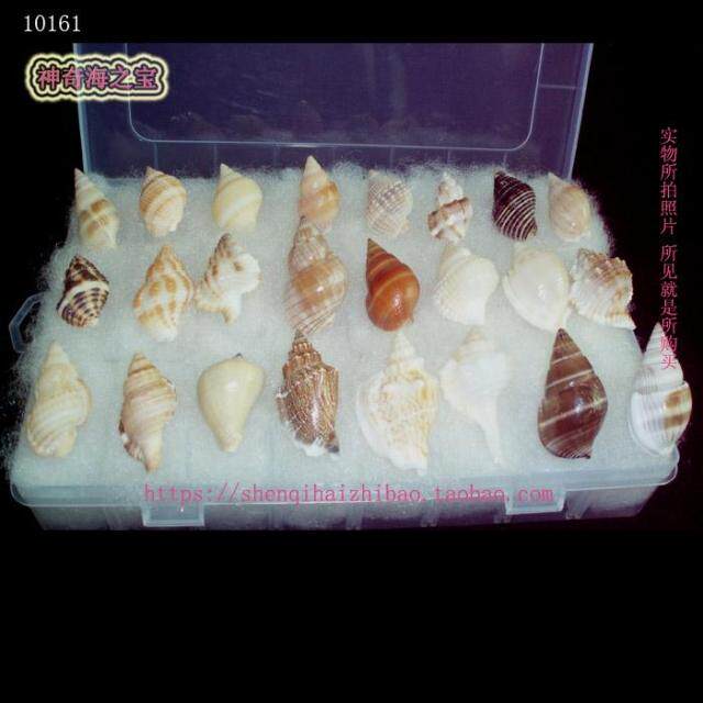 海螺贝壳一图科目组合天然