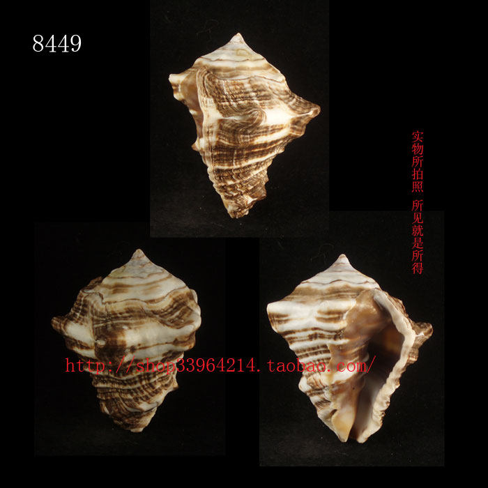 海螺贝壳（所见即所得） 7.6CM 加勒比拳螺  标本收藏 8449