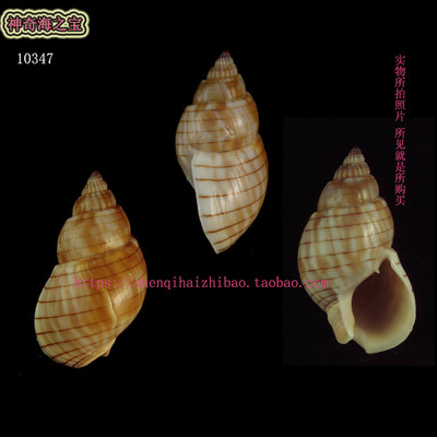海螺贝壳 所见即所得3.9CM  金丝织纹螺 标本收藏 寄居㙰壳10347