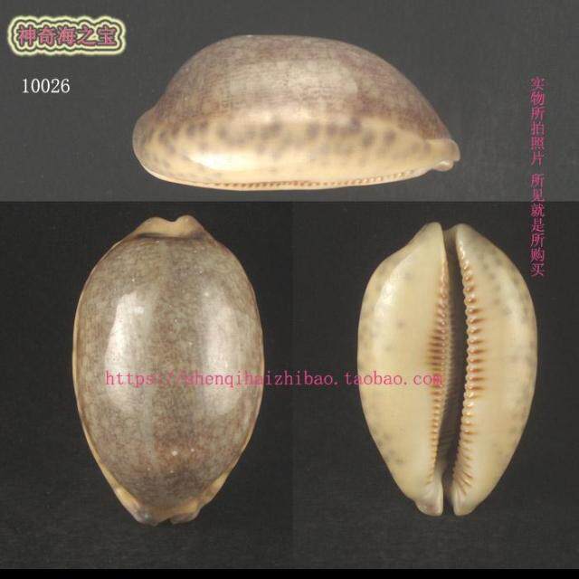 2cm 藻化花枕宝螺  标本 收藏 10026