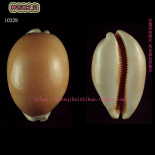 海螺贝壳（所见即所得)特大 10.4CM 黄金宝螺 收藏 标本礼物10329