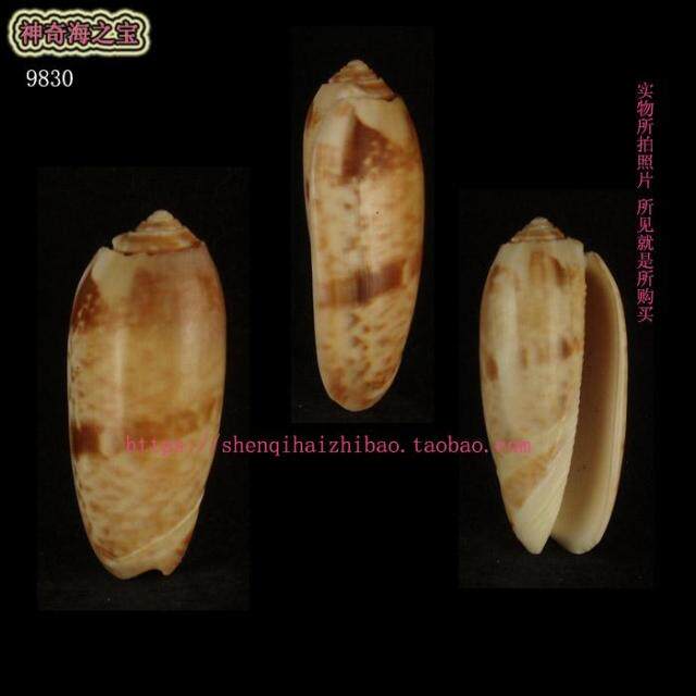 海螺贝壳(一图一物)5.8CM 变异色 橙口榧螺 标本 收藏9830