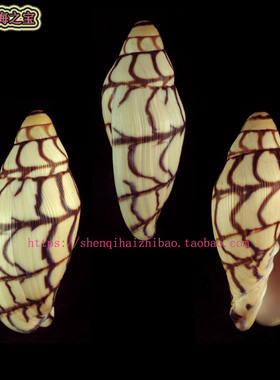海螺贝壳（所见即所得）8.2CM  白兰地涡螺  珍稀 标本收藏10483