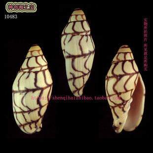 海螺贝壳（所见即所得）8.2CM  白兰地涡螺  珍稀 标本收藏10483