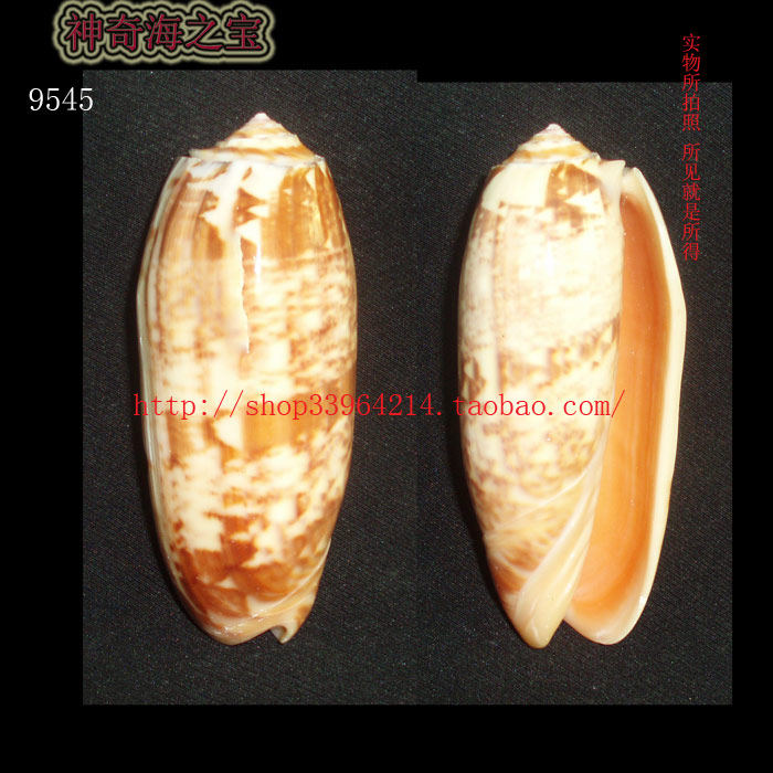 海螺贝壳(一图一物)8.7CM 大 橙口榧螺 变异色 标本 收藏9545