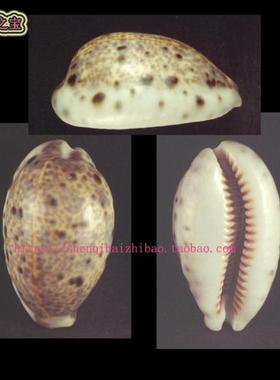 海螺贝壳（所见即所得）5.1CM  山猫宝螺 标本 收藏 10164