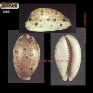 海螺贝壳（所见即所得）5.1CM  山猫宝螺 标本 收藏 10164