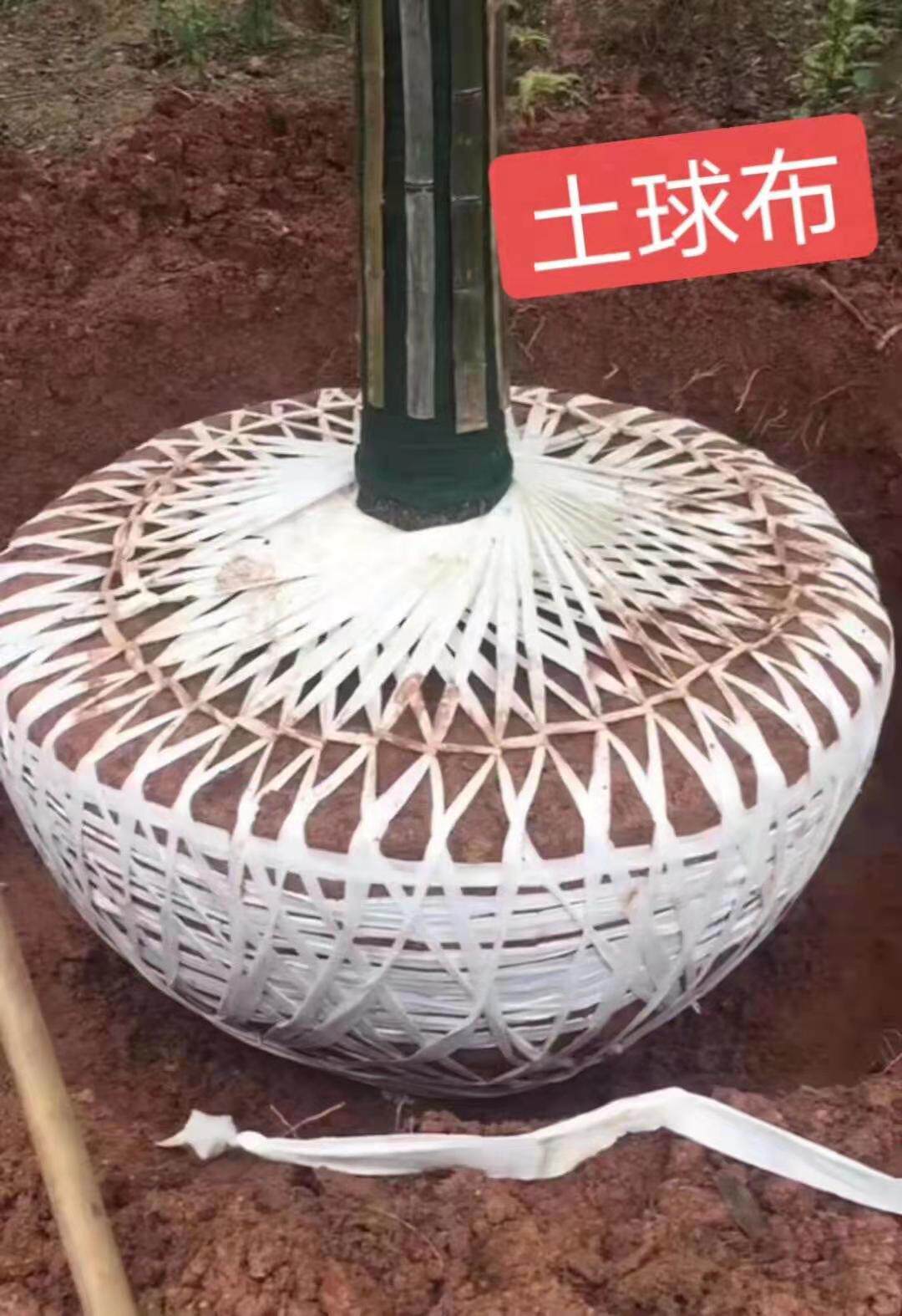 土球布无纺布带土球打包带园林苗圃苗木专用大树盆景移栽可降解