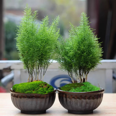 武竹小绒松小榕松苗绿植室外庭院