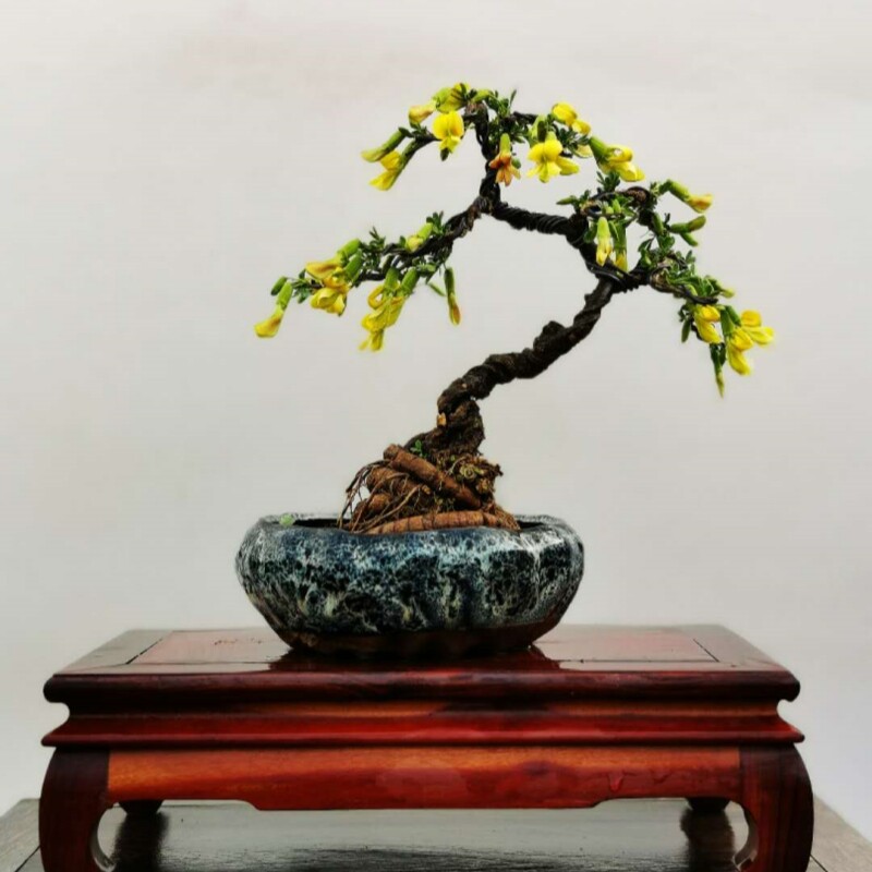 食用金雀花树苗盆栽黄金雀阳台庭院种植南雀耐寒植物阳雀花锦鸡儿