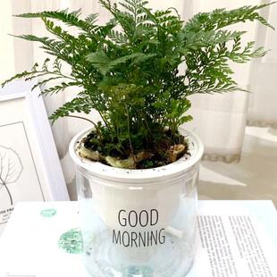 狼尾蕨趣味迷你蕨类植物盆栽四季常青室内净化空气植物桌面好养