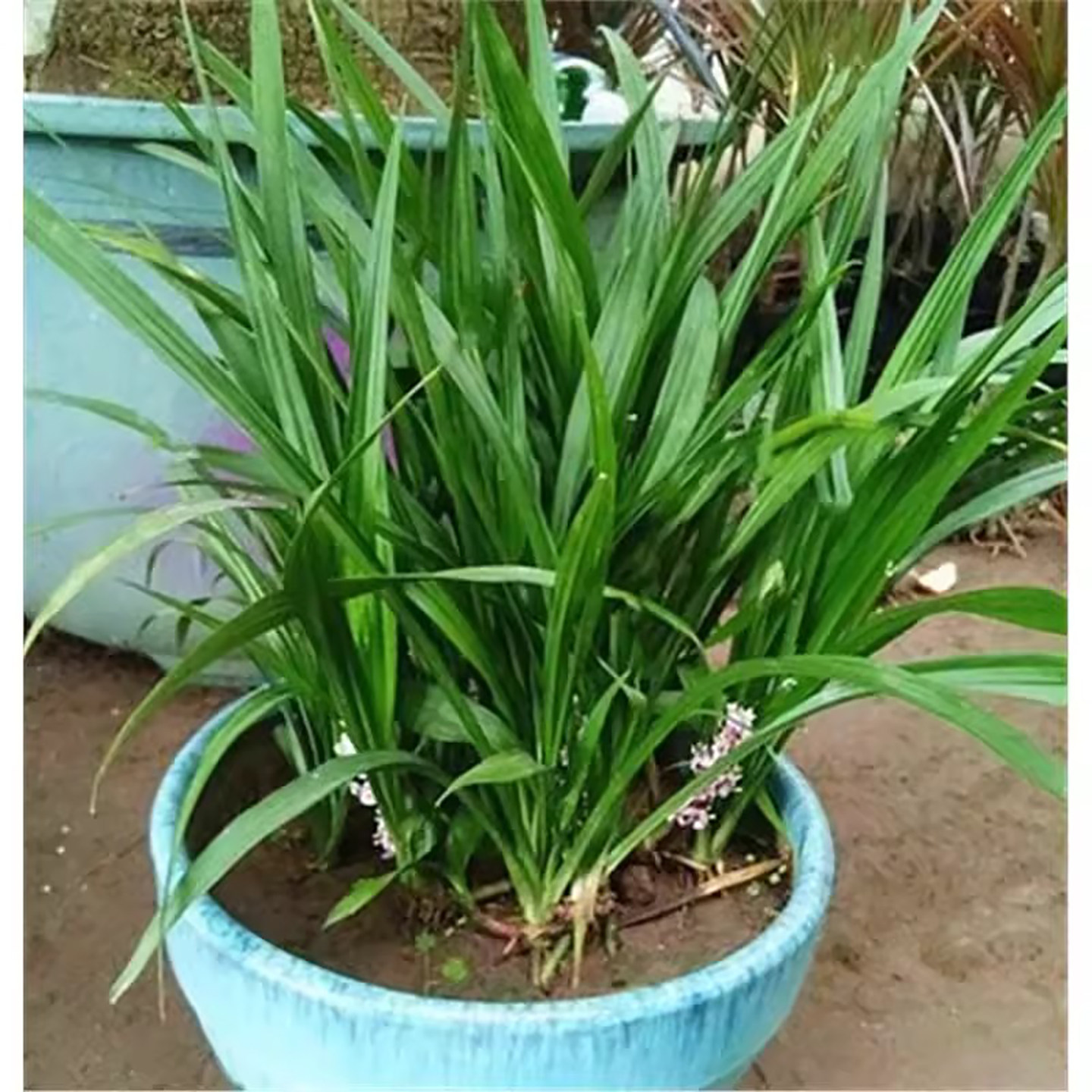 吉祥草苗耐阴常庭院绿化地被植物图片