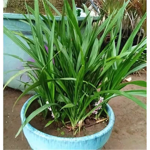 吉祥草观音草常绿花卉耐阴植物观叶植物阳台庭院种植夏季开花盆栽