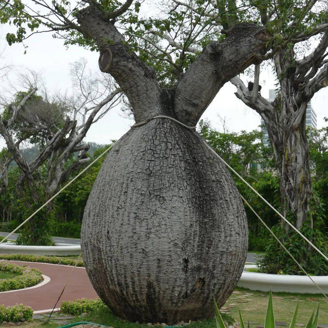 大腹木棉 弥勒佛树酒瓶木棉美丽异木棉美人树潮流植物 三棵起包邮