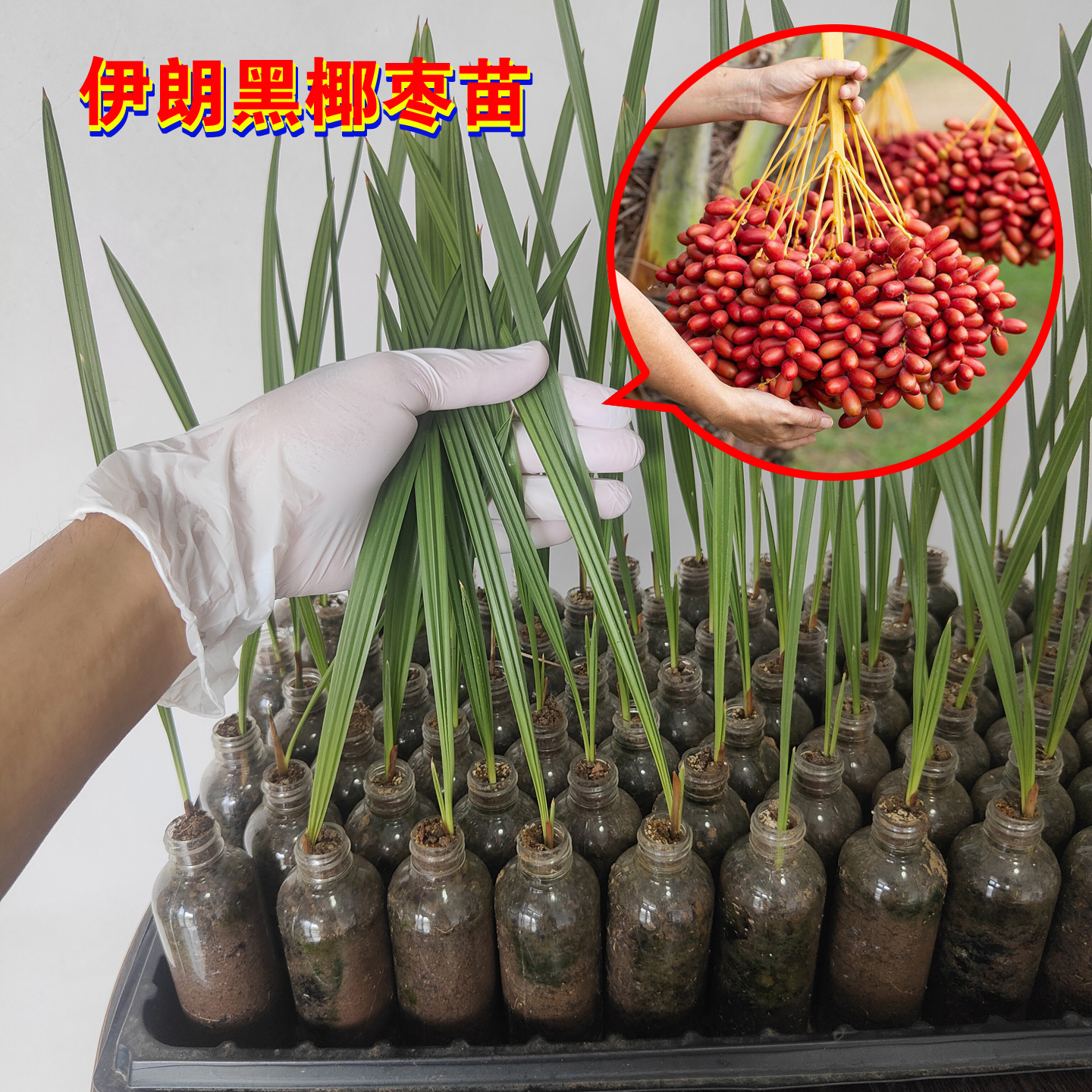 椰枣苗正宗伊朗黑椰枣籽播苗包活