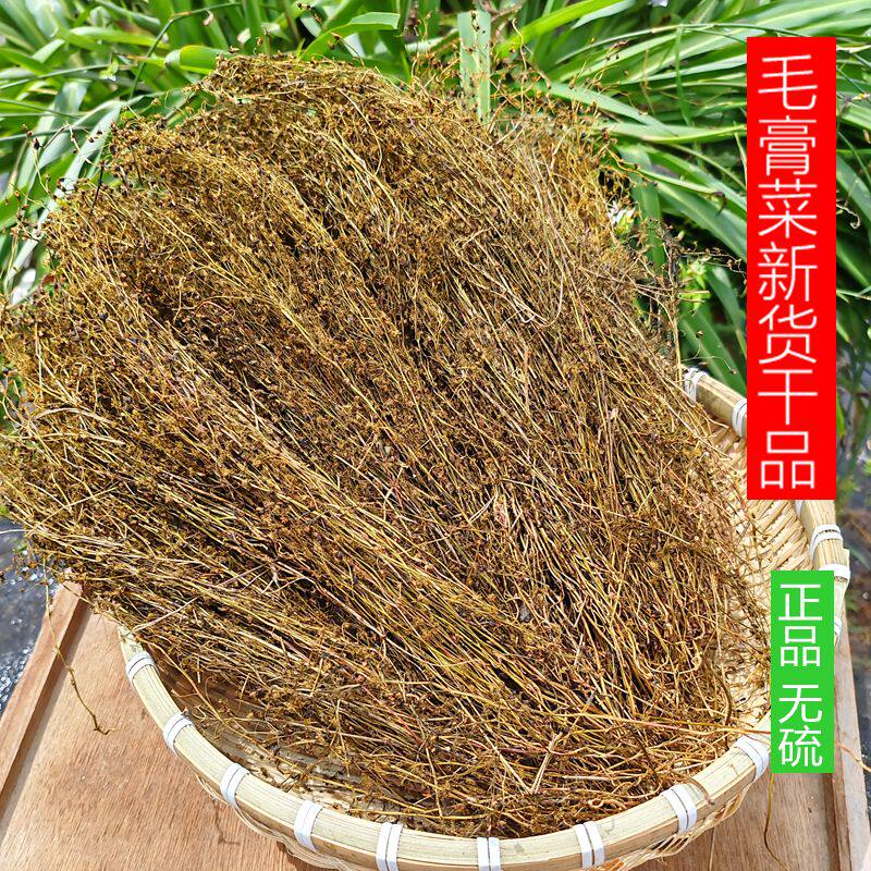 野生茅膏菜药材毛高菜一粒金丹草陈伤子地下明珠干品250克包邮
