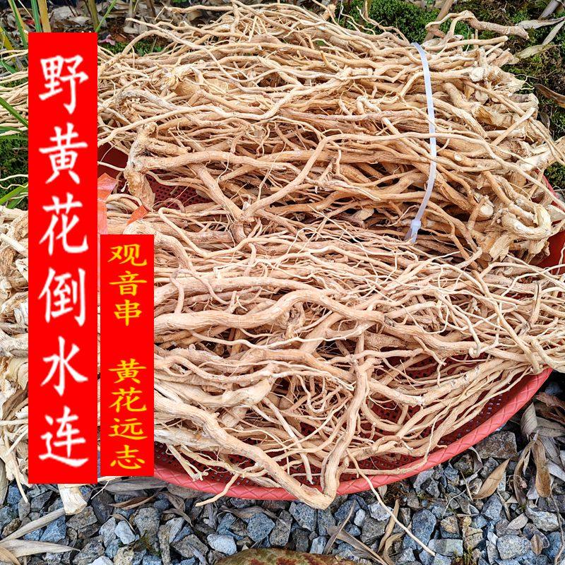 福建野生黄花倒水莲药材观音串倒吊黄泡酒煲汤黄花金贵250克包邮