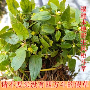 2025鲜货风柜斗草福建本地正宗风鼓草风骨草现摘新鲜干货煮水泡茶