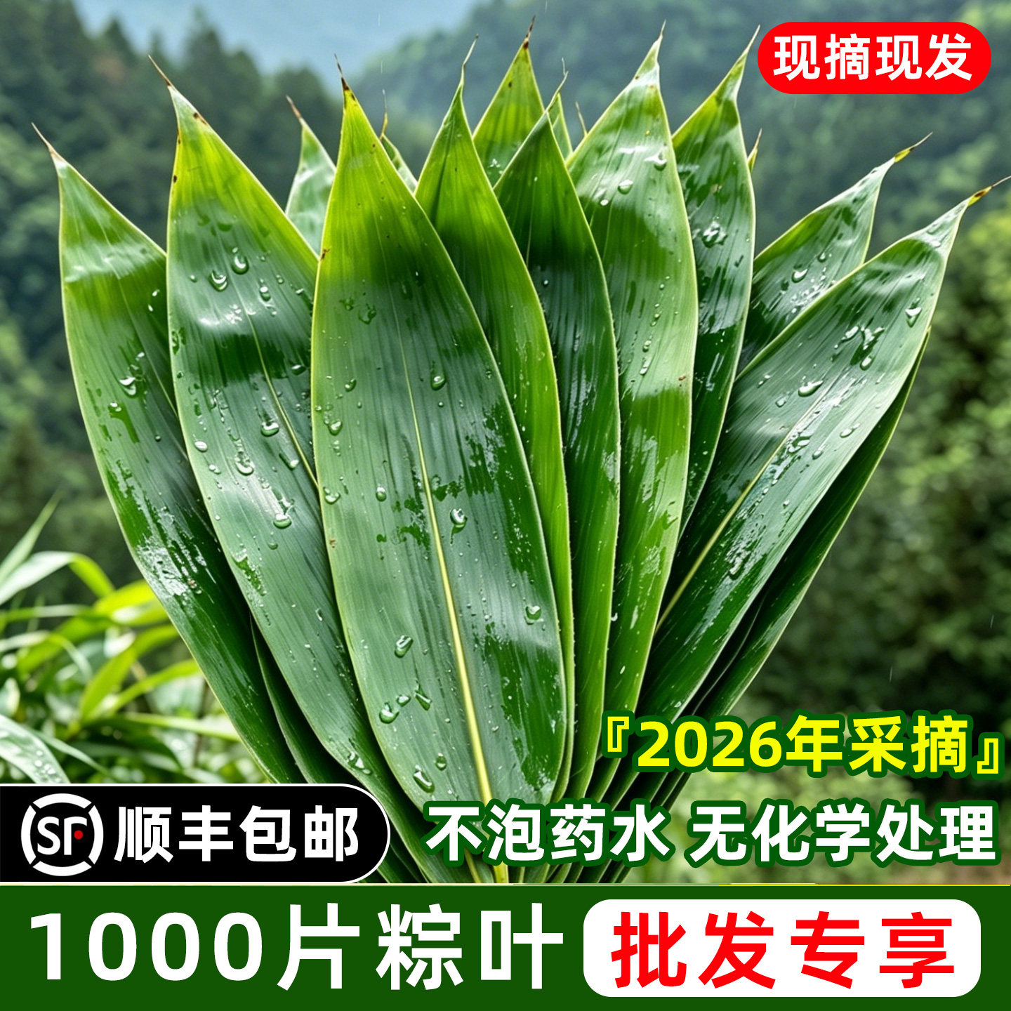 批发新鲜粽叶1000片包粽子专用叶子现摘野生棕叶湖南箬叶顺丰直发