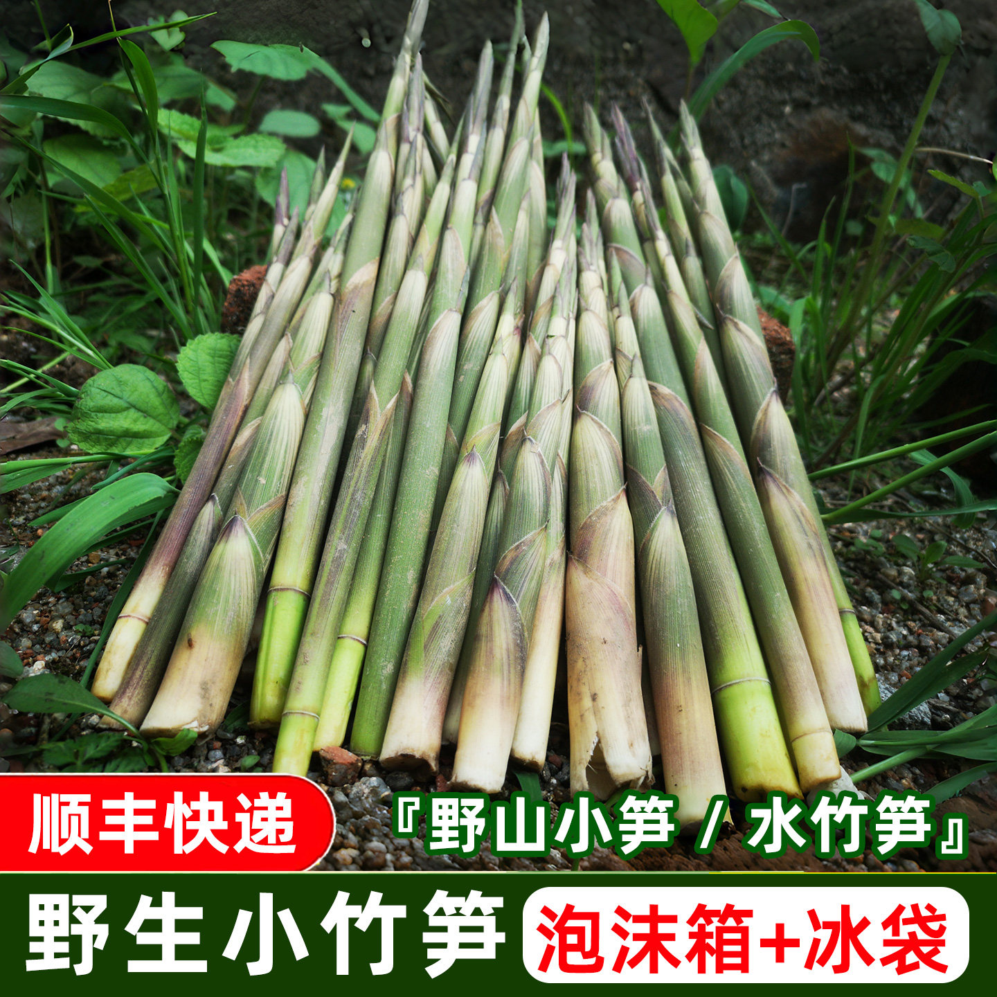 现摘新鲜小竹笋带壳野生水竹笋湖南高山春笋山竹笋农家现采小笋子