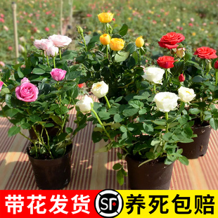 玫瑰花苗带花苞特大花月季花卉植物室内果汁阳台鲜花盆栽四季开花
