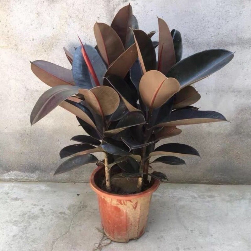 橡皮树黑金刚盆栽花盆苗净化空气