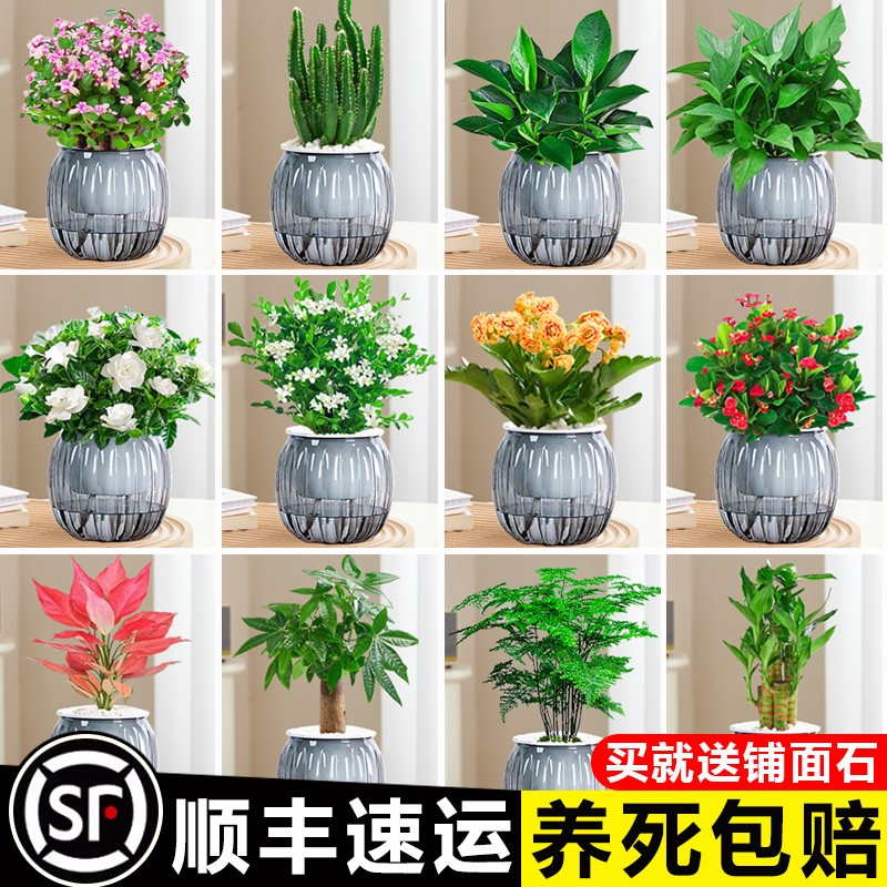 绿萝长寿花发财树文竹绿植盆栽花卉室内桌面水培懒人植物四季好养