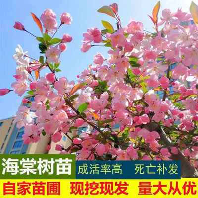 海棠树苗花苗西府垂丝北美海棠地盆栽花卉风景树庭院植物大型别墅