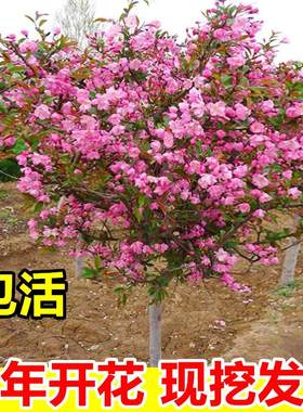 海棠树苗庭院地栽垂丝西府海棠花树苗南北方种植苗木盆栽四季花卉