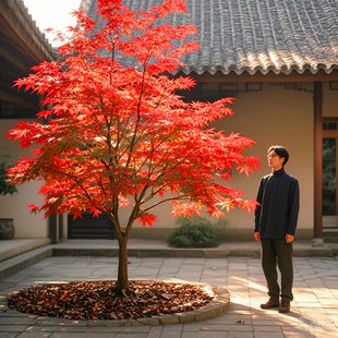 紅日本大號(hào)美國小樹苗栽庭院別墅綠化植物花 中國紅楓樹苗正宗三季