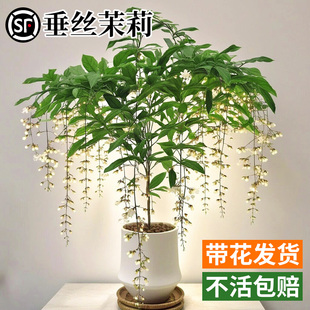 垂丝茉莉盆栽带花苞阳台泰国进口风车茉莉爬藤植物苗容易成活花卉