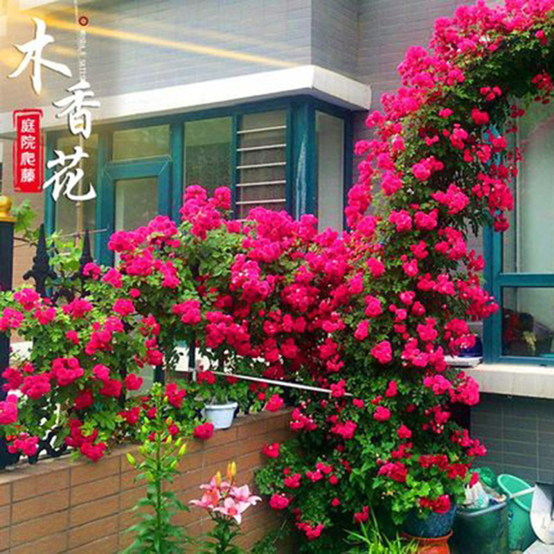 红木香花苗爬藤植物四季开花黄白木香树苗盆栽庭院爬墙甜蜜木香花图片