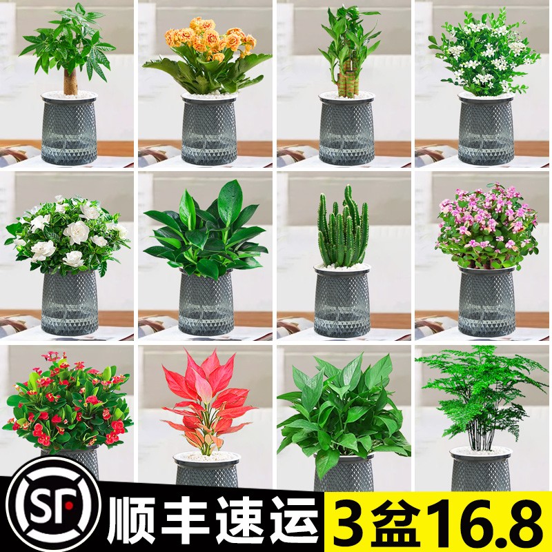 绿萝箩发财树桌面植物栀子花室内盆栽花卉绿植多肉水培好养除甲醛