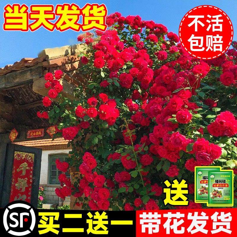 红木香花苗爬藤植物甜蜜黄白木香花树苗四季开花大苗盆栽庭院花卉图片