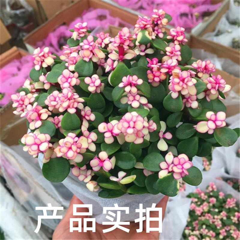 金枝玉叶盆栽老桩多肉水培植物室内花办公室绿植好养净化空气图片