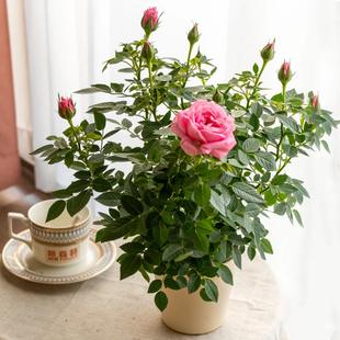 月季花苗带花苞玫瑰花树苗四季开花易活室内阳台植物盆栽花卉大全