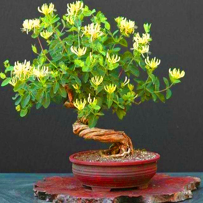 金银花四季阳台可食用攀援植物