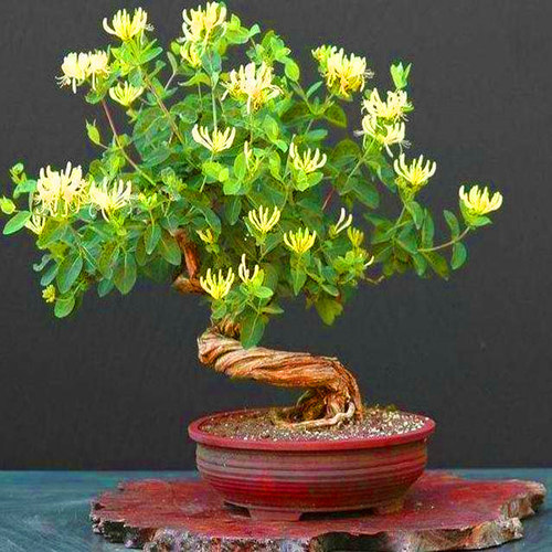 金银花四季阳台可食用攀援植物