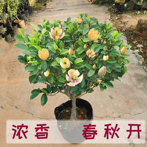 含笑花盆栽盆景浓香花卉绿植物黄花紫红花含笑梅白兰花香蕉花树苗
