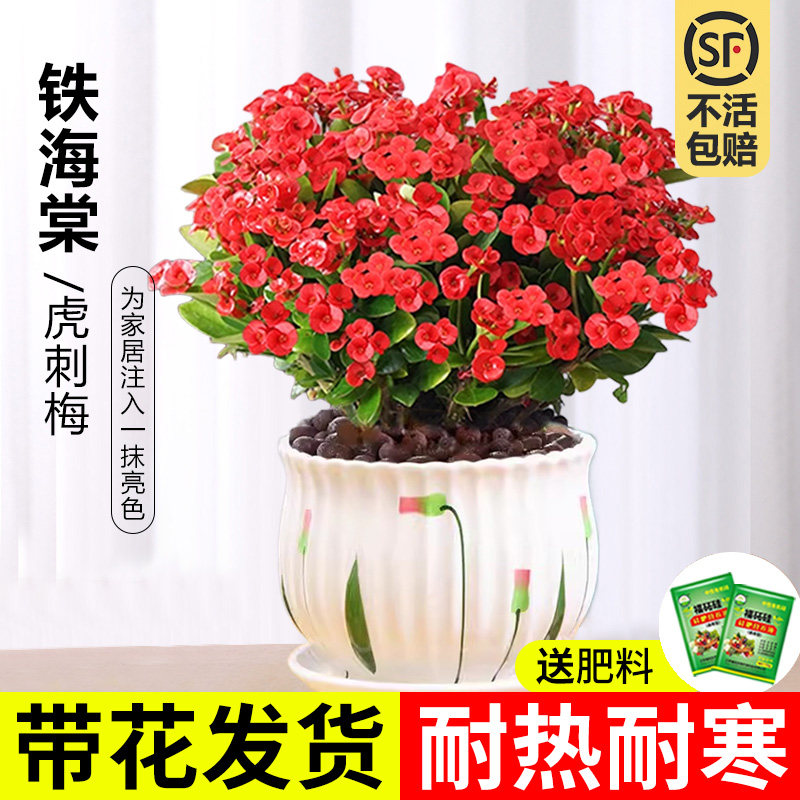 虎刺梅盆栽铁海棠室内花卉绿植四季开花办公室阳台耐干旱好养易活