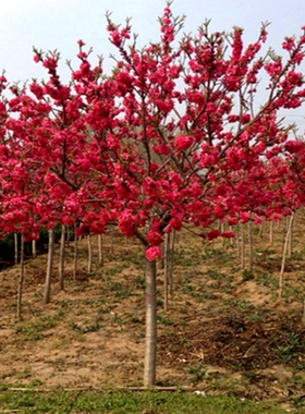 庭院观赏桃花红叶碧桃树苗紫叶碧桃苗工程绿化苗紫叶桃别墅风景树