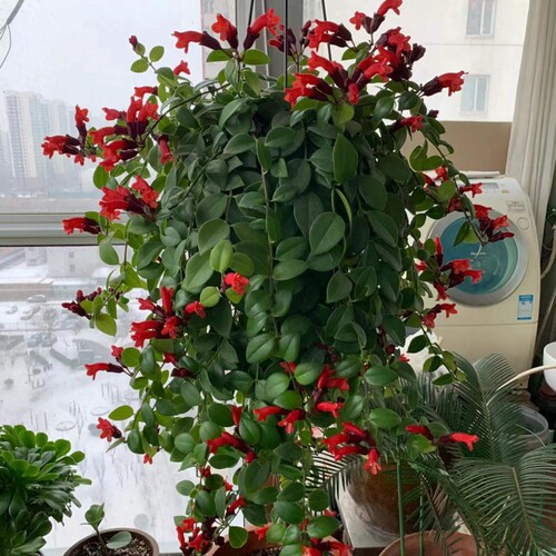 耐寒不怕冻的植物吸净化空气口红吊兰盆栽花卉室内阳台垂吊兰