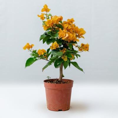 勤花品种三角梅盆栽小苗室内阳台庭院藤好养花卉四季开花爬植物