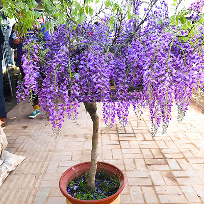 庭院紫藤树苗别墅花卉紫藤花老桩爬藤植物风景树门前大树开花盆栽