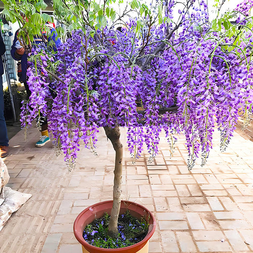 庭院紫藤树苗别墅花卉紫藤花老桩爬藤植物风景树门前大树开花盆栽
