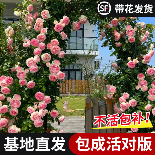 365天养死免费换新升级款18米