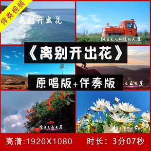 离别开出花 伴奏视频舞台led大屏幕背景视频