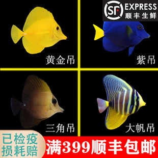 黄金吊 黄三角倒吊紫吊大帆吊大凡吊吊类尼莫吃藻小丑鱼运输包活