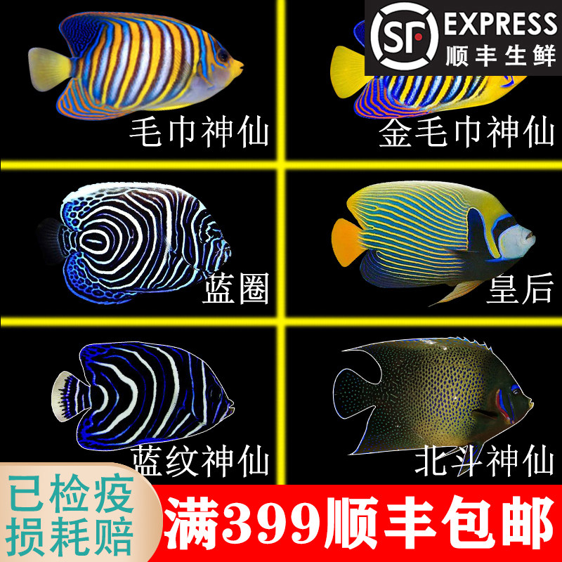 篮圈海水鱼 蓝圈成鱼 蓝纹皇后神仙鱼北斗神仙金毛巾神仙小丑鱼